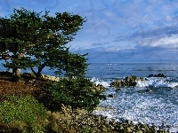 Fale, Morze, Drzewo, Kamienie