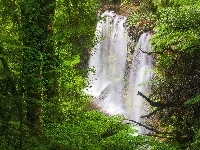 Wodospad Russell Falls, Tasmania, Drzewa, Australia, Park Narodowy Mount Field, Las