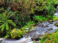 Musk Vale, Wodospad, Stan Wiktoria, Australia, Paprocie, Sailors Falls, Rzeka, Kamienie, Drzewa, Sailors Creek