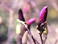 Fioletowa, Magnolia