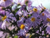 Astry, Fioletowe, Kwiaty
