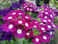 Purpurowo, Fioletowe, Białe, Prymule, Kwiaty