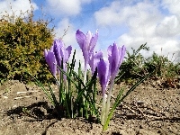 Fioletowe, Krokusy