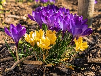 Kwiaty, Fioletowe, Krokusy, Wiosna, Żółte