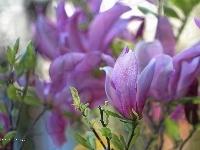 Fioletowe, Magnolia, Krzew, Kwiaty