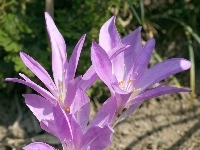 Fioletowe, Kwiatki