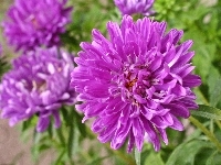 Kwiaty, Fioletowe, Astry