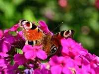 Kwiaty, Fioletowe, Motyl