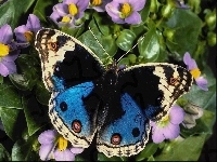 Fioletowe, Kolorowy, Motyl, Kwiatki