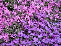 fioletowe, Żagwin ogrodowy, kwiatki
