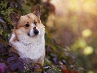 Fioletowe, Pies, Rudo-biały, Welsh corgi pembroke, Liście, Motyl