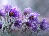 Kwiaty, Fioletowe, Sasanki, Grafika AI