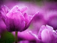 Fioletowe, Tulipany