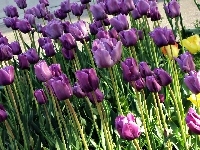 Fioletowe, Tulipany