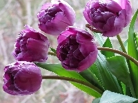 Fioletowe, Tulipany