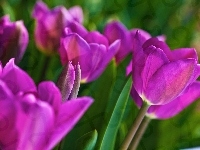 Fioletowe, Tulipany