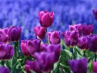 Fioletowe, Tulipany