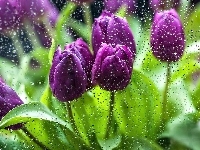 Tulipany, Fioletowe, Krople