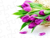 Tulipany, Fioletowe, Wiosna