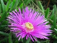 Fioletowy, Aster