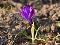 Fioletowy, Krokus