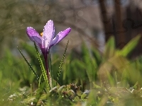 Krokus, Fioletowy, Kwiat