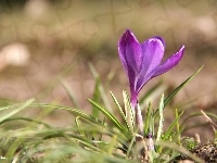 Fioletowy, Krokus