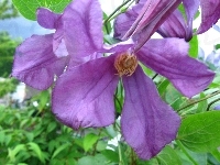 Fioletowy, Kwiat