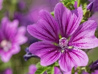 Zbliżenie, Fioletowy, Kwiat, Grafika AI