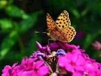 Kwiat, Fioletowy, Motyl