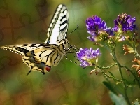 Fioletowy, Żółty, Motyl, Kwiat