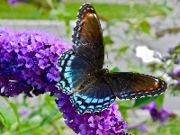 Fioletowy, Piękny, Motyl, Kwiat
