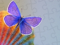 Fioletowy, Motyl