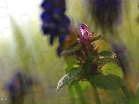 Fioletowy, Jasnota Purpurowa, Kwiat