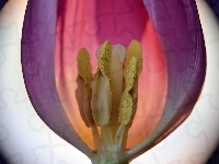 Tulipan, Fioletowy, Powiększenie