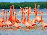 Flamingi