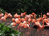 Staw, Flamingi, ZOO