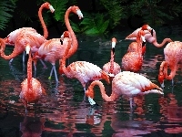 Flamingi, Staw