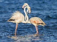 Flamingi, Woda