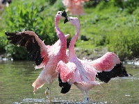 Flamingi, Woda