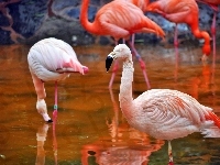 Flamingi