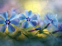 Kwiaty, Floksy, Niebieskie, Grafika AI