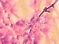 Grafika, Forsycja, Fractalius