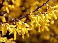 Żółte, Forsycja, Kwiaty