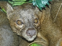 Fossa, Oczy