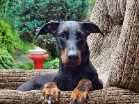 Fotelu, Doberman, W, Pysk