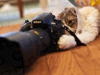 Fotograficzny, Kot, Aparat, Nikon