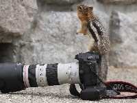 Fotograficzny, Wiewiórka, Aparat, Skały