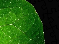 Zielonego, Fragment, Liścia