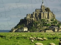 Owce, Francja, Klasztor, Łąka, Mount Saint Michel